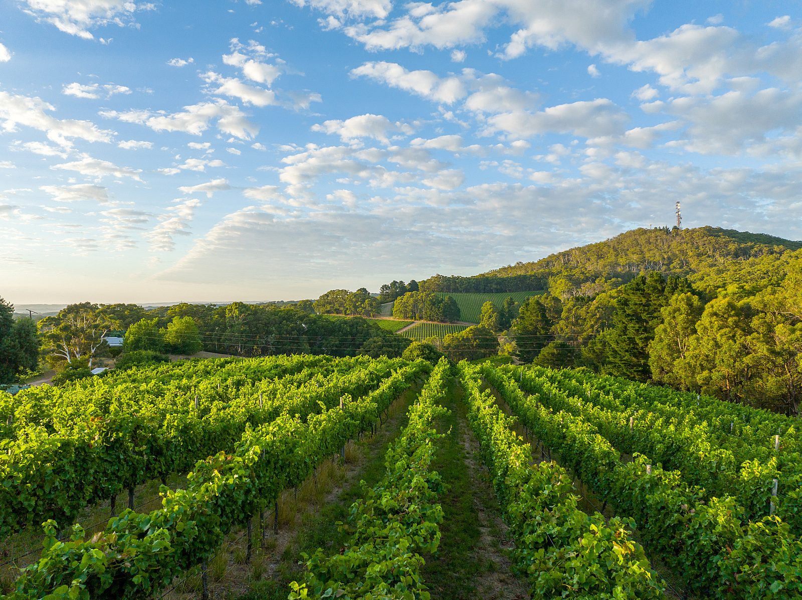 South Australian Tourism Commission vineyard